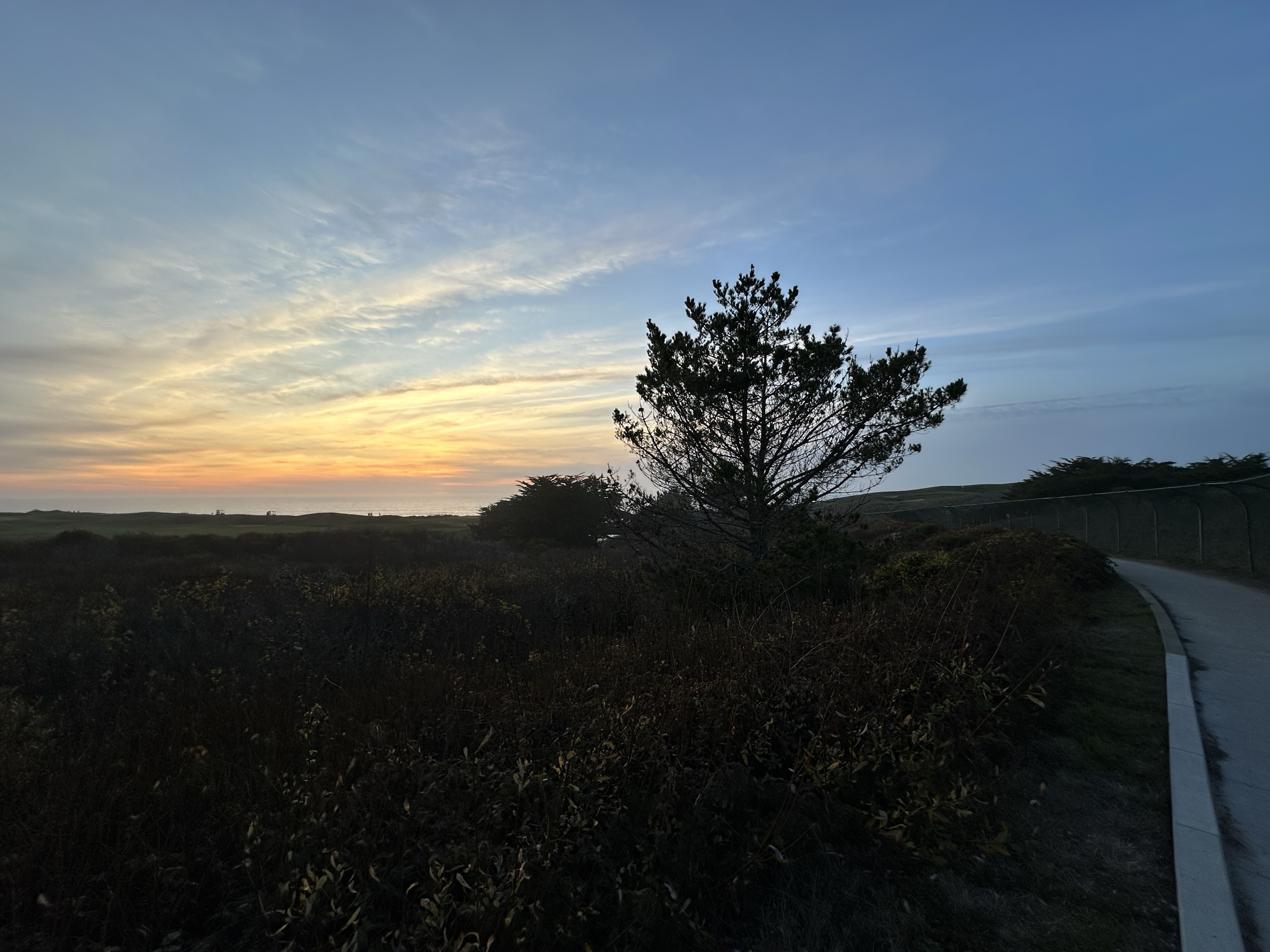 Coastal path with a leaning cypress against a December sunset sky and the Pacific below