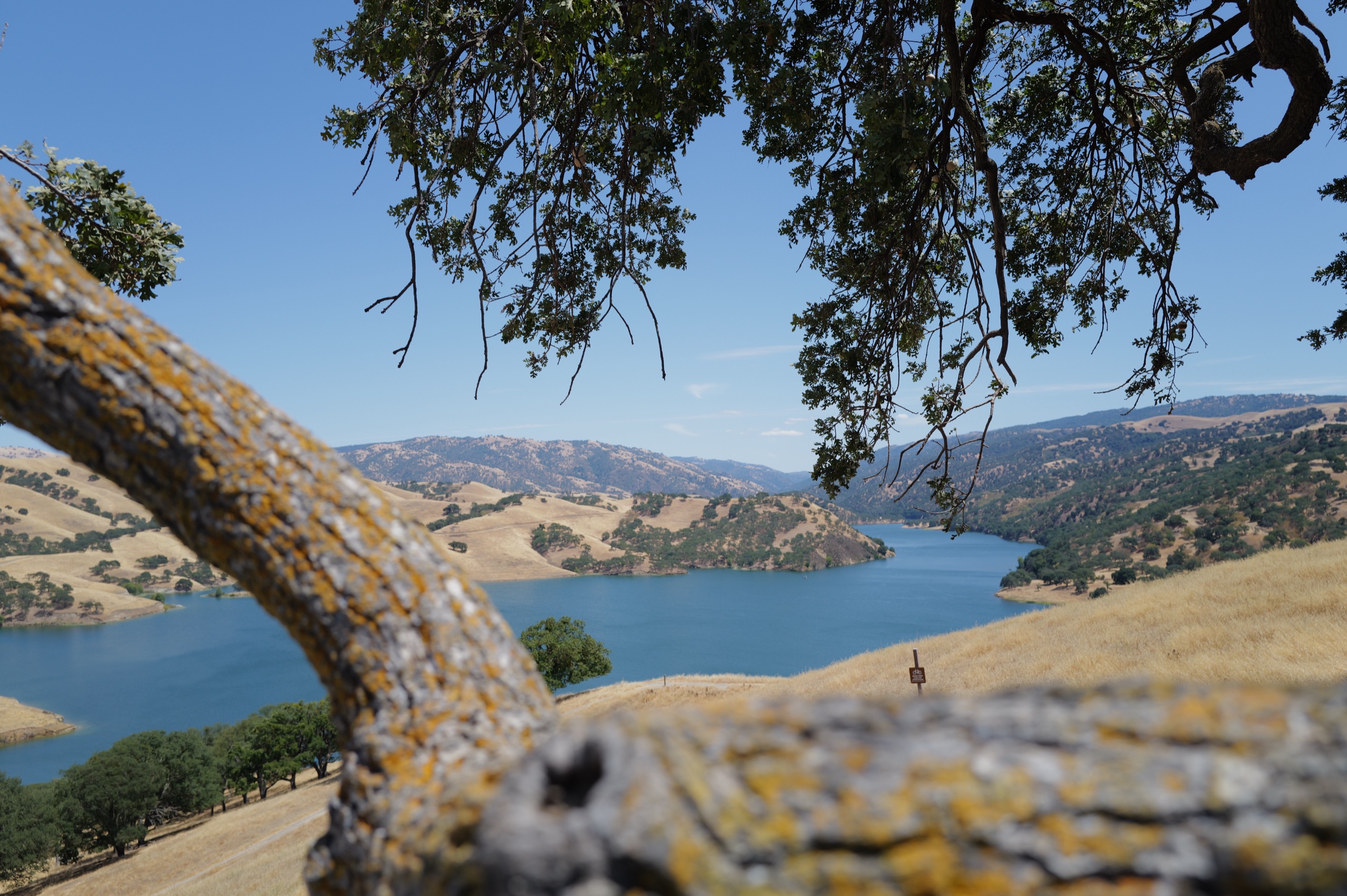A lichen-covered oak branch framing the blue water of Lake Del Valle surrounded by golden California summer hills