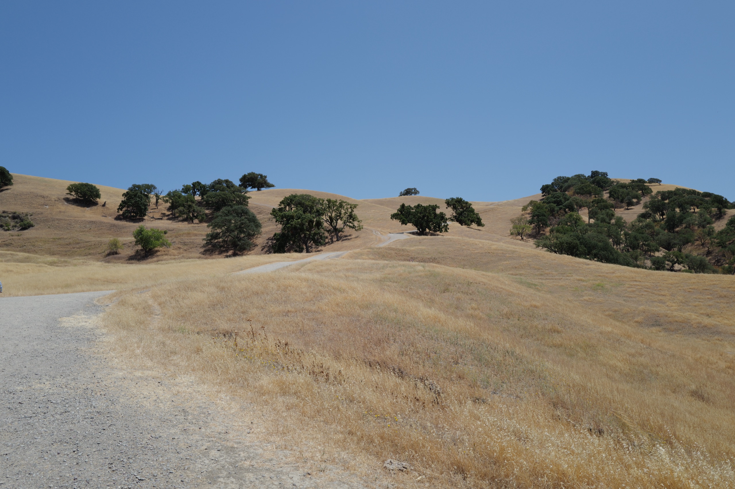 A gravel road descending into a wide grassy valley with scattered oaks and a clear blue sky