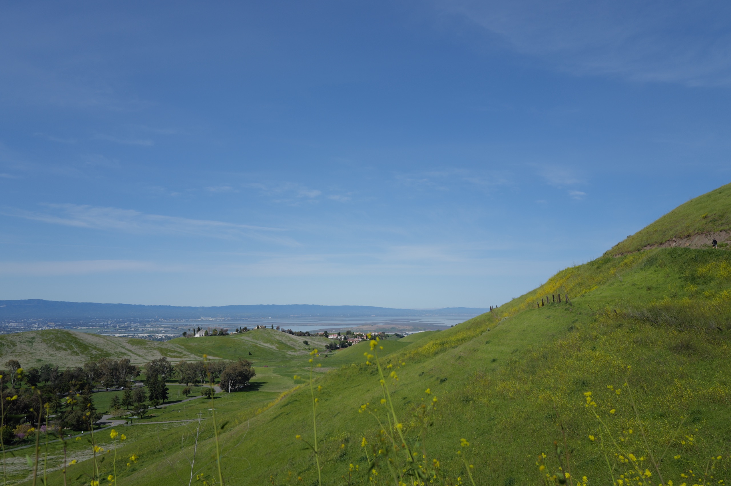 A hillside with bright yellow mustard flowers in the foreground, the South Bay valley in the distance