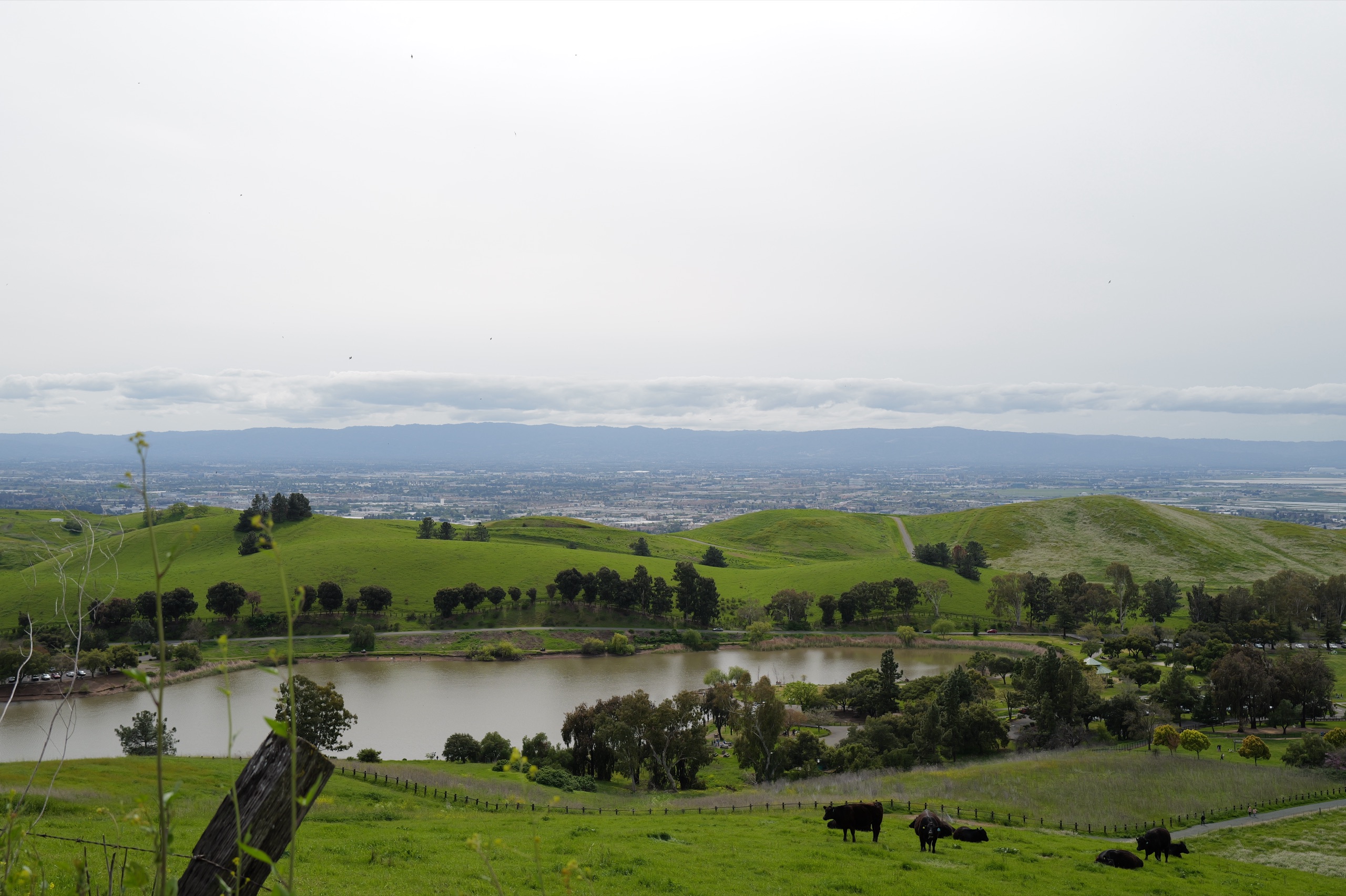 A wide South Bay panorama from the slopes of Ed Levin — a small reservoir, black cattle in the foreground, the hazy outline of the South Bay beyond