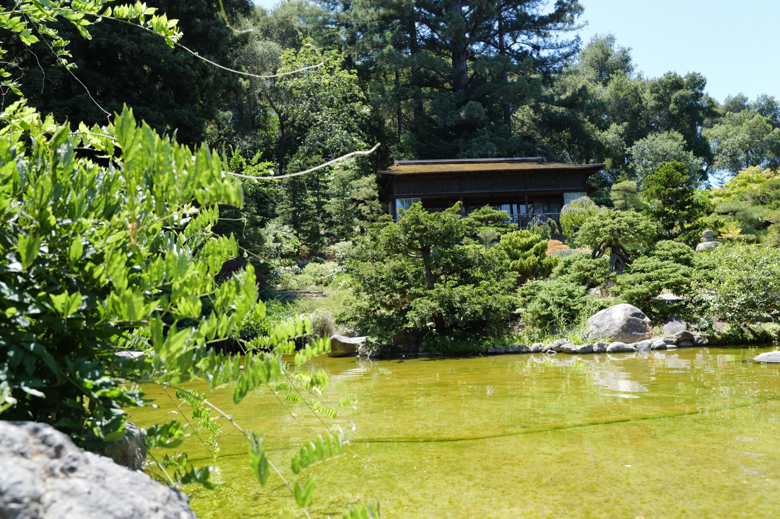 A traditional Japanese tea house behind a small green pond with carefully placed stones at the base of a wooded hillside